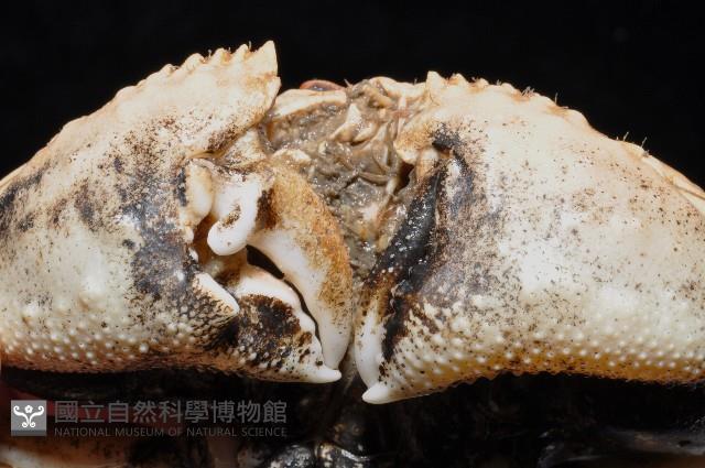 米氏擬圓殼蟹藏品圖，第3張