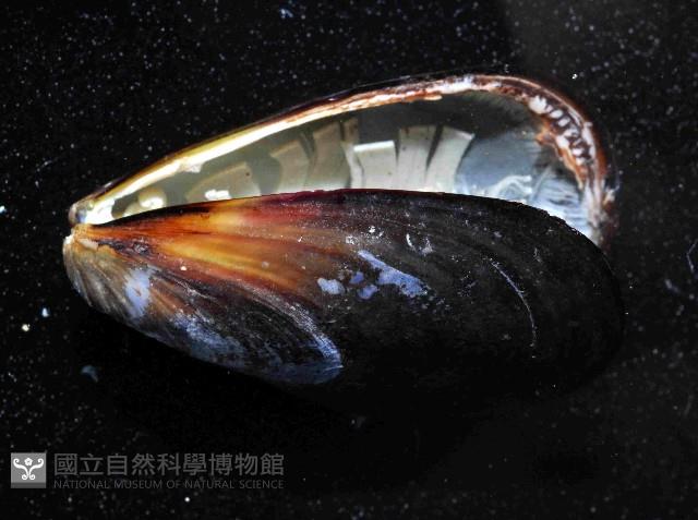 絲綢殼菜蛤藏品圖，第3張