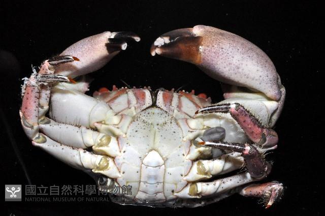 光手酋婦蟹藏品圖，第3張