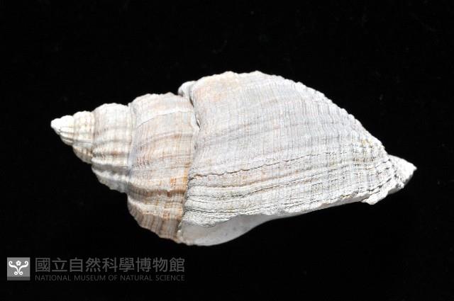 粗布核螺藏品圖，第3張
