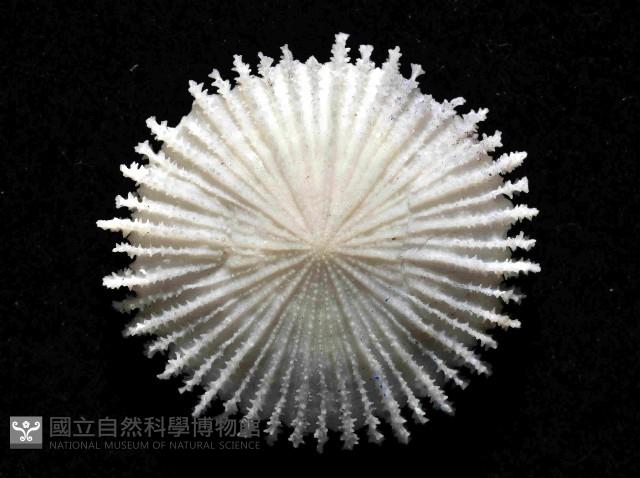  佛氏角杯珊瑚藏品圖，第3張