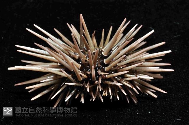梅氏長海膽藏品圖，第3張