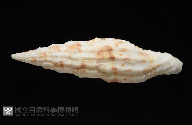 奇蹟蛹筆螺藏品圖，第3張