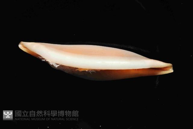騙梭螺之一種藏品圖，第3張