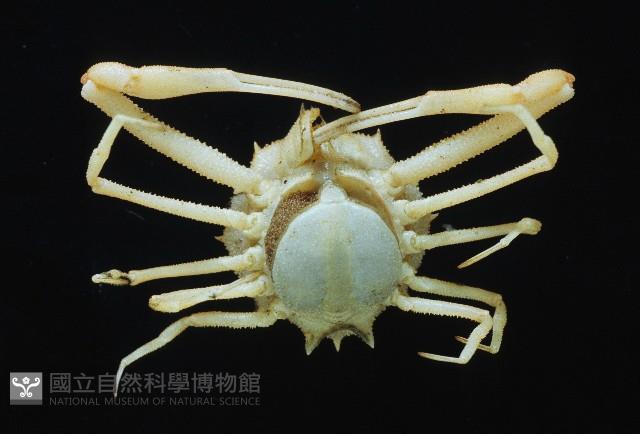 十一刺栗殼蟹藏品圖，第3張