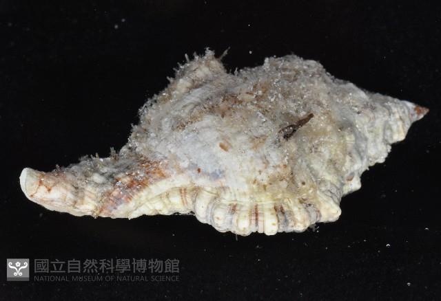 金口法螺藏品圖，第3張
