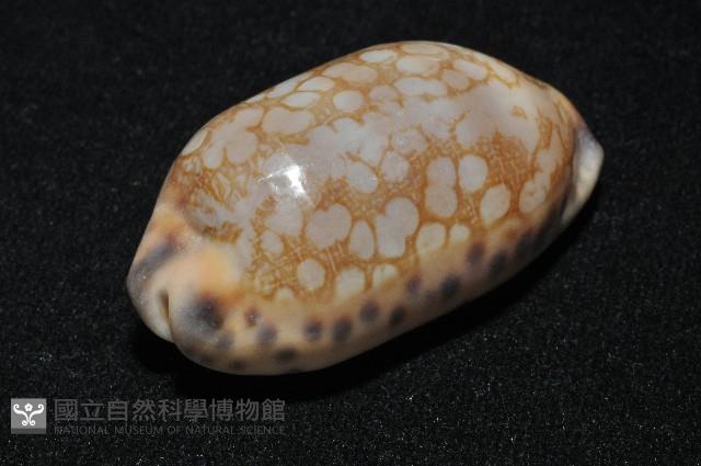 黑網目寶螺藏品圖，第3張