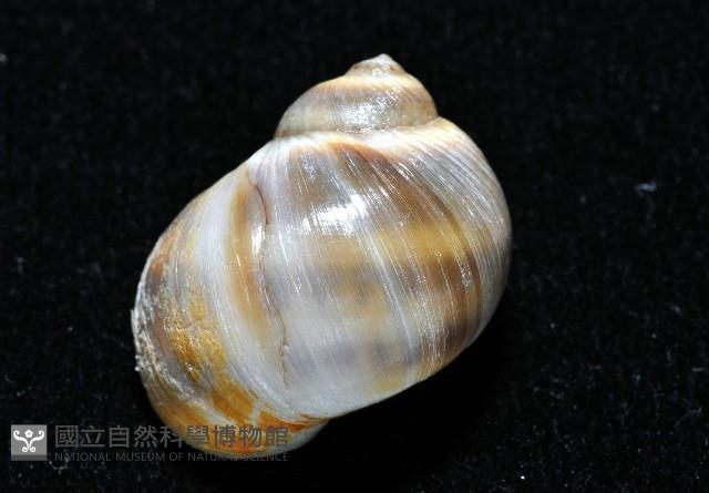 小灰玉螺藏品圖，第3張