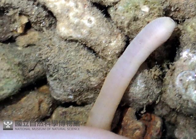 未知種星蟲藏品圖，第3張