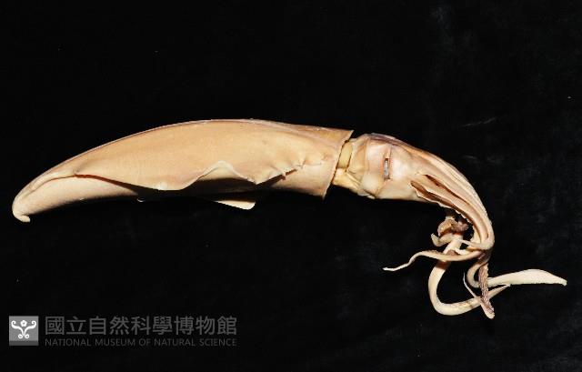 菱鰭烏賊藏品圖，第3張