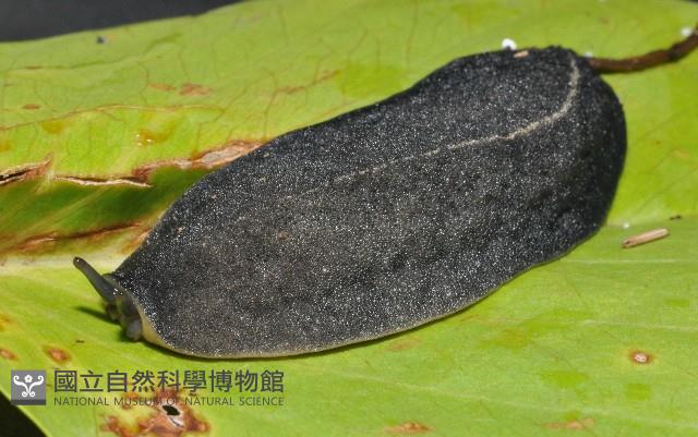 皺足蛞蝓藏品圖，第3張