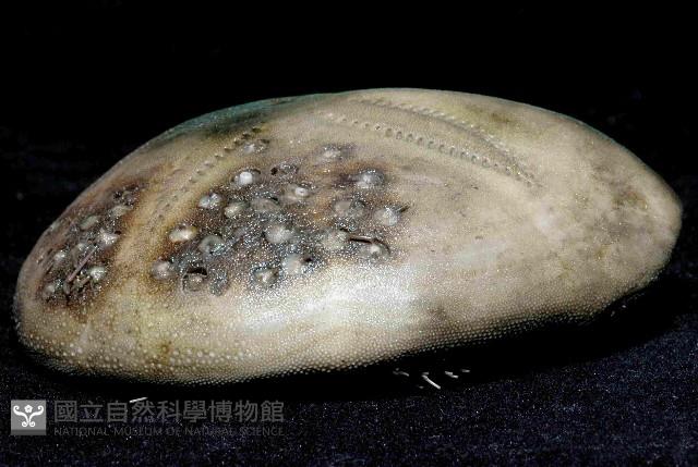 短拉文海膽(暫譯)藏品圖，第3張