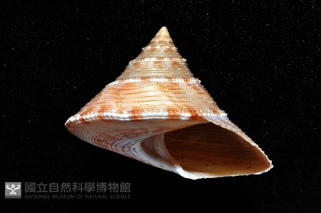台灣鐘螺藏品圖，第3張