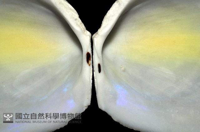 大黃狐蛤藏品圖，第3張