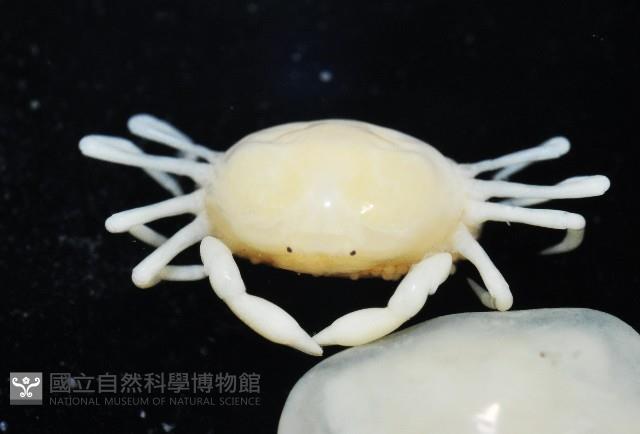 中華蚶豆蟹藏品圖，第3張