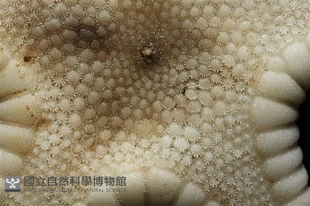 鑲邊海星藏品圖，第3張