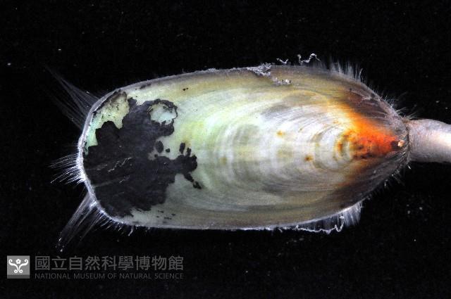 鴨嘴海豆芽藏品圖，第3張