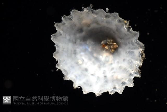 未知種晃蓋螺藏品圖，第3張