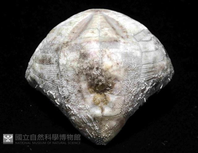 吻壺海膽藏品圖，第3張