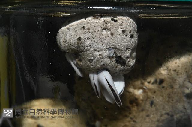 鵝茗荷藏品圖，第3張