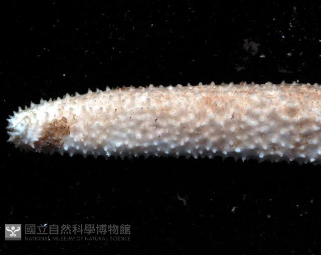 呂宋棘海星藏品圖，第3張