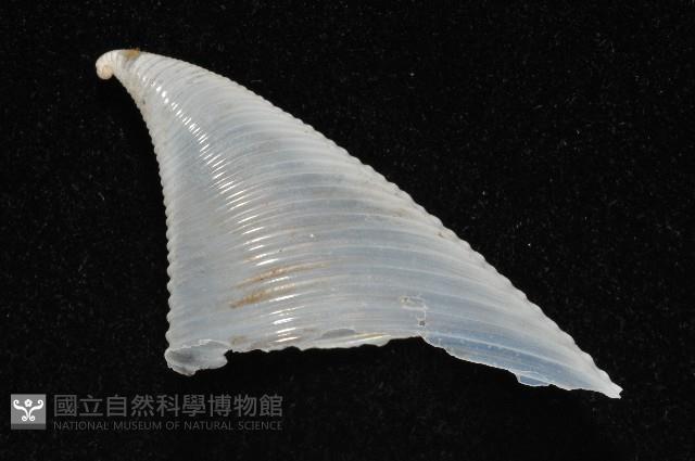 龍骨板螺藏品圖，第3張