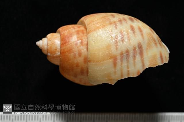 彩繪型深溝鳳螺藏品圖，第3張