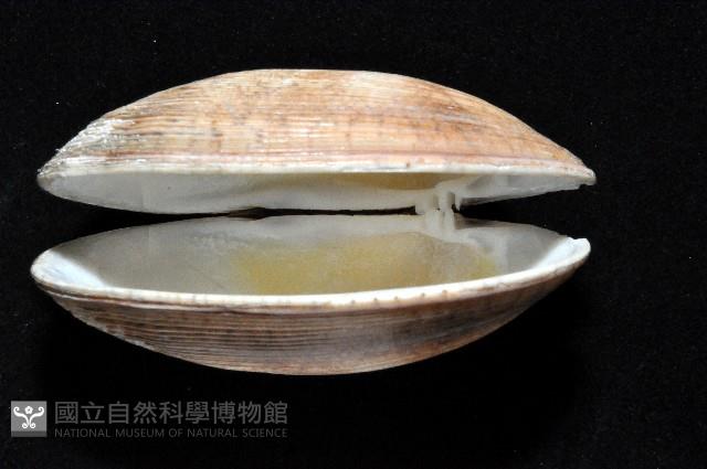 寬幅淺蜊藏品圖，第3張