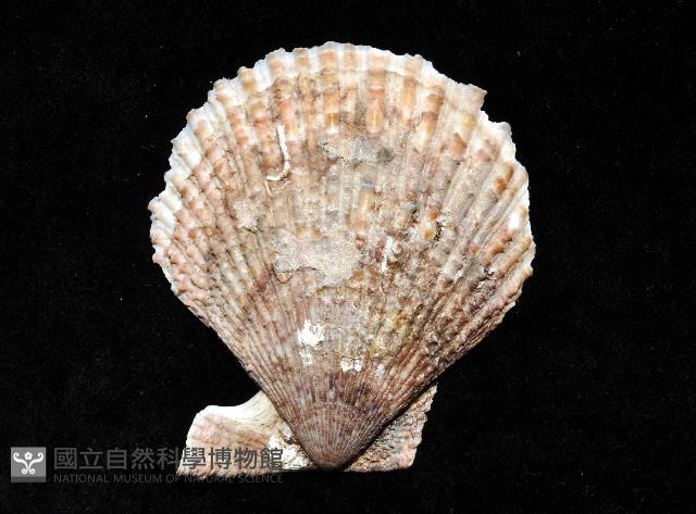 登錄號:006651-00024藏品圖，第3張