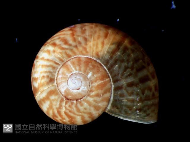 姬臺灣山蝸牛藏品圖，第1張