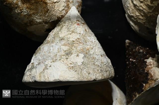 銀塔鐘螺藏品圖，第3張