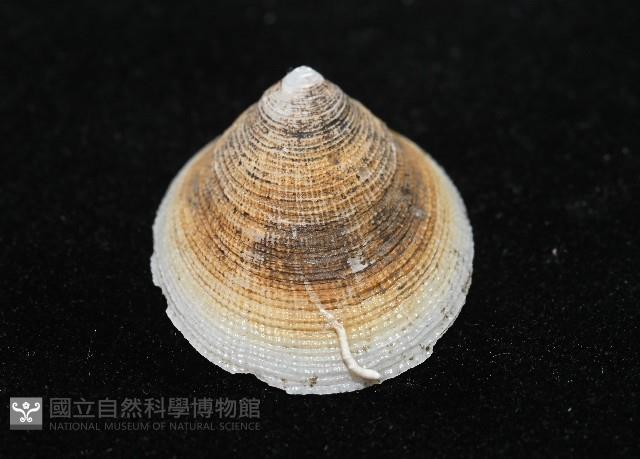 尖頂梳齒笠螺藏品圖，第3張