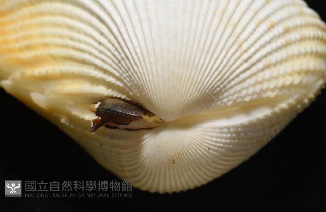 方鳥尾蛤藏品圖，第3張