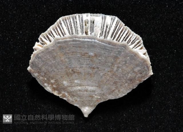 優雅扇形珊瑚藏品圖，第3張