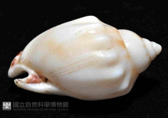 斑點小鬘螺藏品圖，第3張