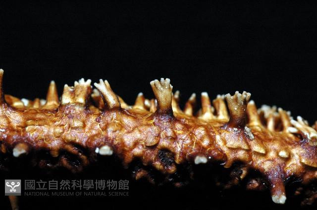 厚皮(赤麗)棘海星藏品圖，第3張