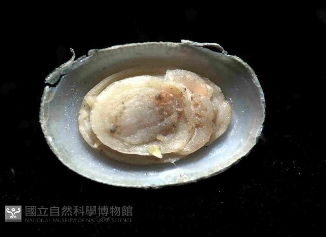 未知種深海笠螺藏品圖，第3張