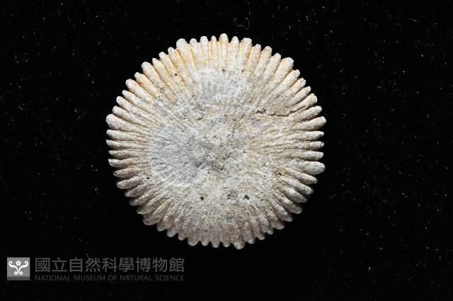 太平洋花葉珊瑚藏品圖，第3張