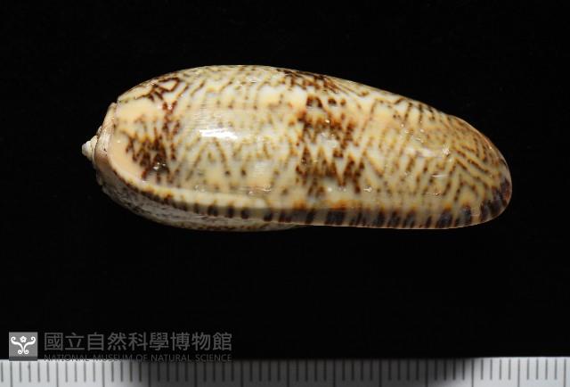 金唇榧螺藏品圖，第3張