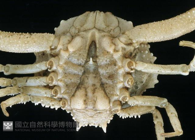 仿泡粒長螯蟹藏品圖，第3張