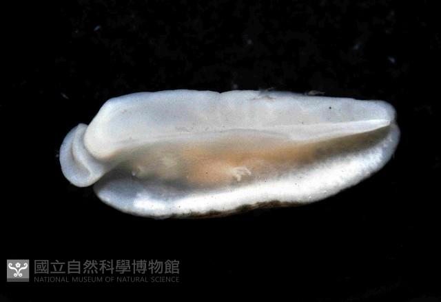 條紋片鰓海蛞蝓藏品圖，第3張
