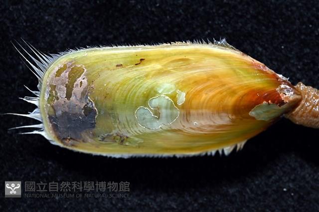亞氏海豆芽藏品圖，第3張