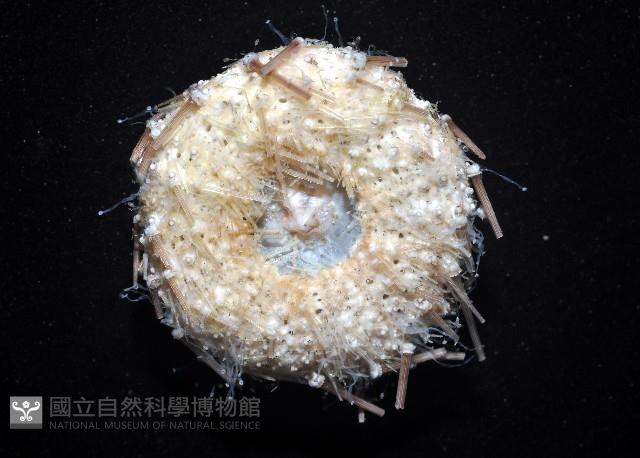 芮氏刻肋海膽藏品圖，第3張