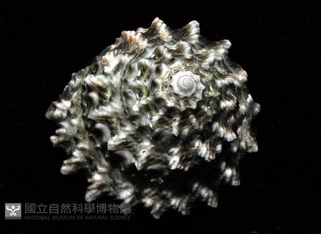 布希氏星螺藏品圖，第3張