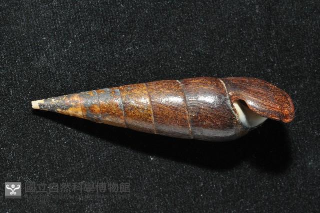 黑蜷藏品圖，第3張