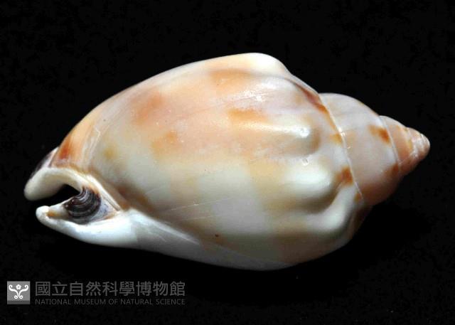 斑點小鬘螺藏品圖，第3張