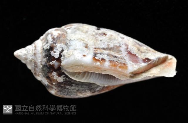 黑嘴鳳凰螺藏品圖，第3張