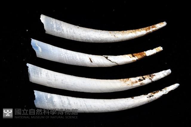 稜象牙貝之一種藏品圖，第3張