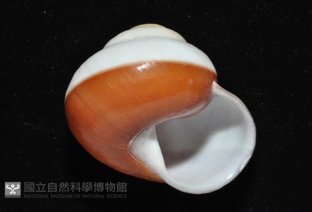 未知種光澤蝸牛藏品圖，第3張
