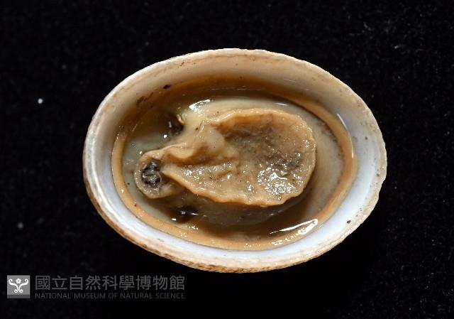 尖頂梳齒笠螺藏品圖，第3張